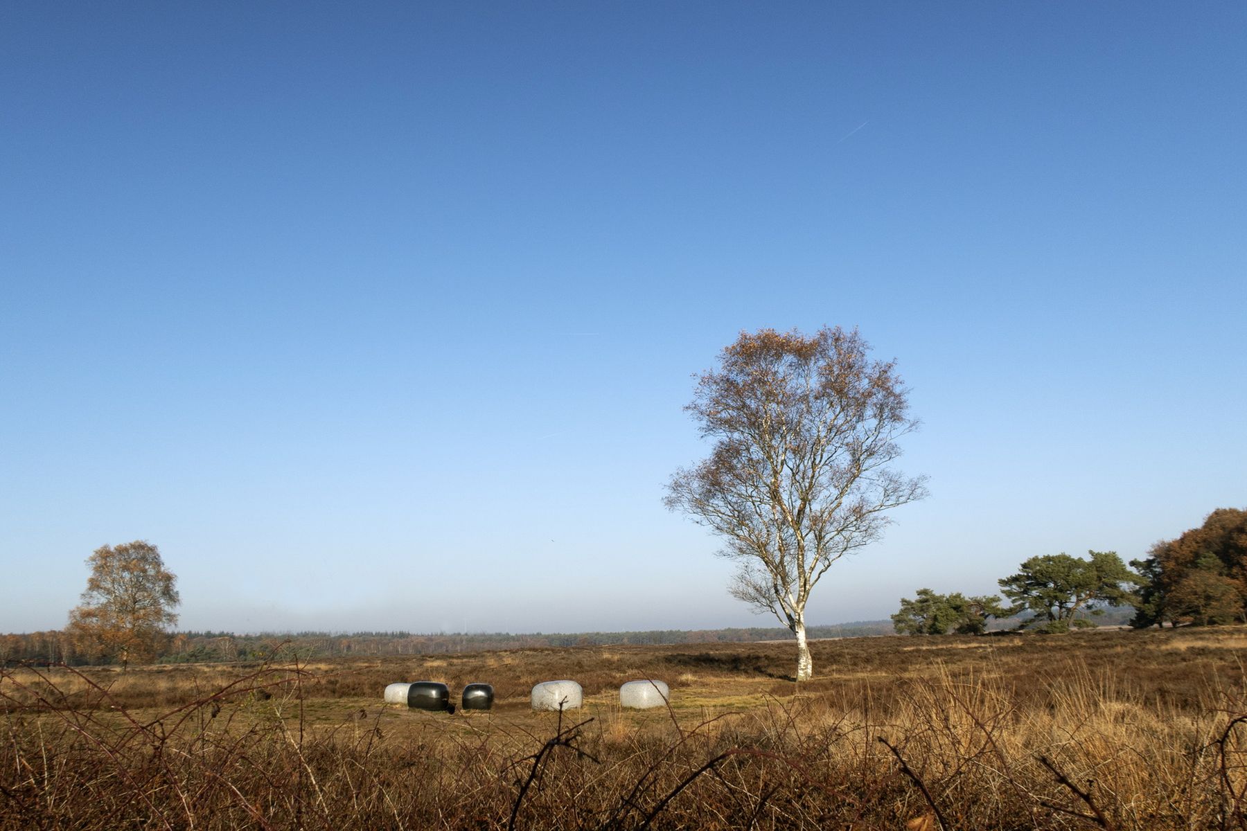 De Ginkelse Heide
