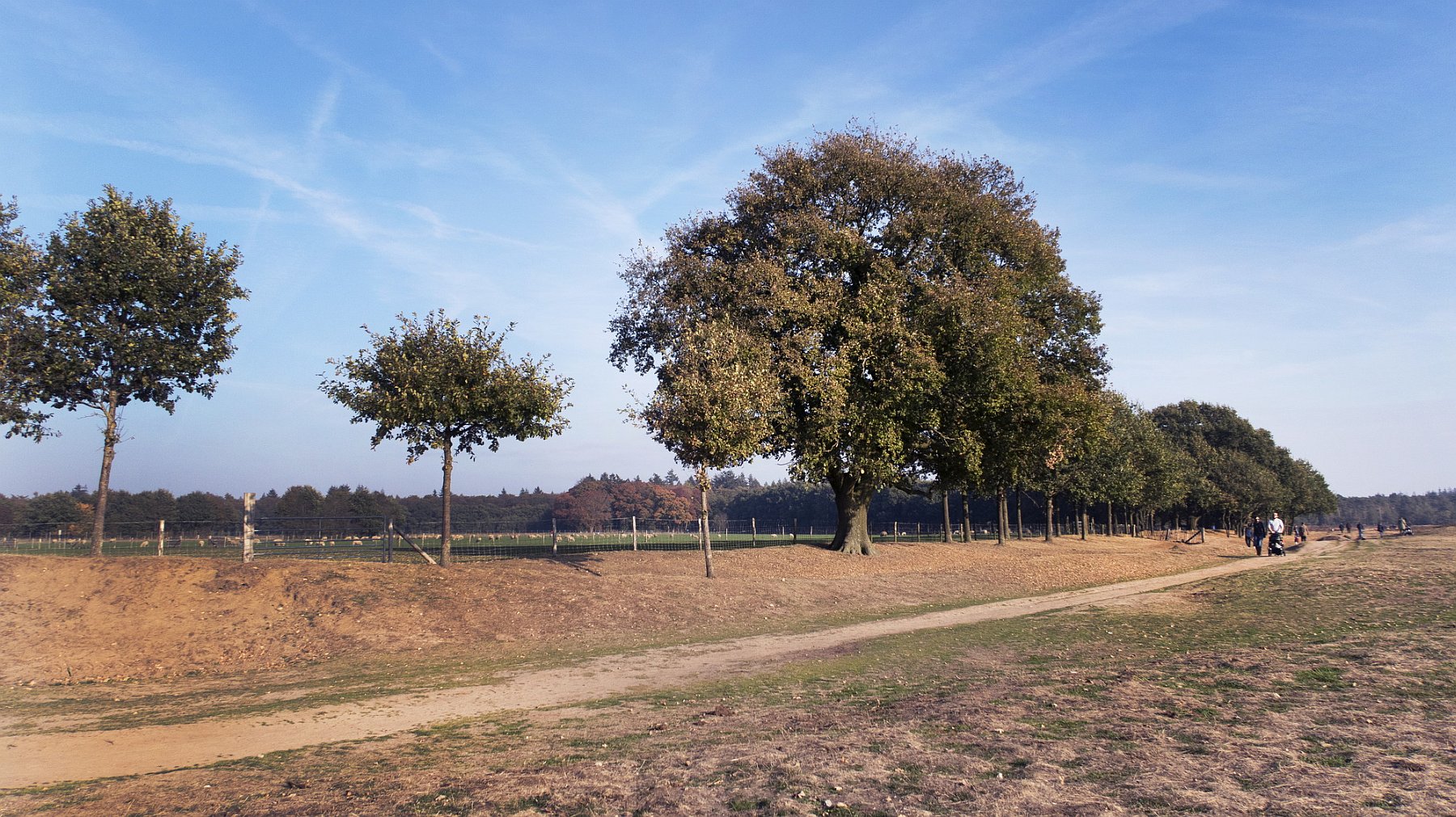 De Ginkelse Heide